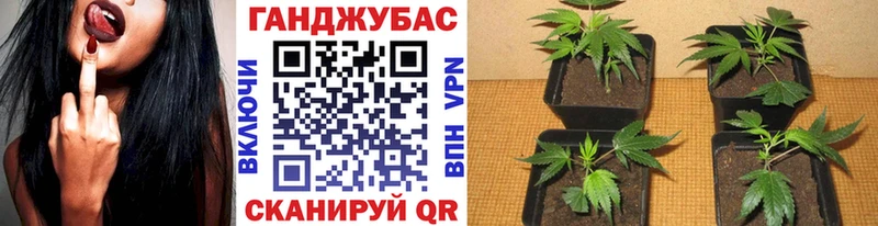 купить  цена  Муравленко  Конопля сатива 